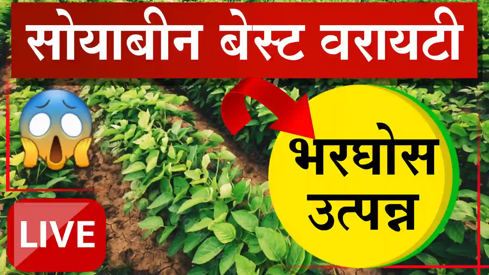 Top 5 soybean verity
