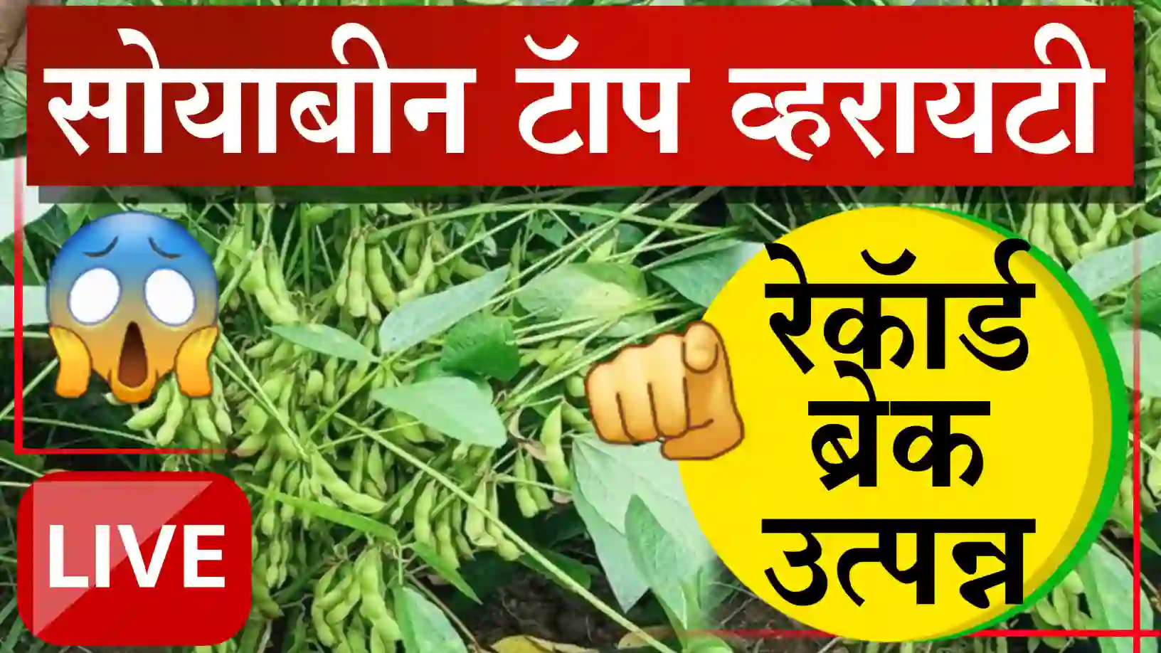 soybean top verity